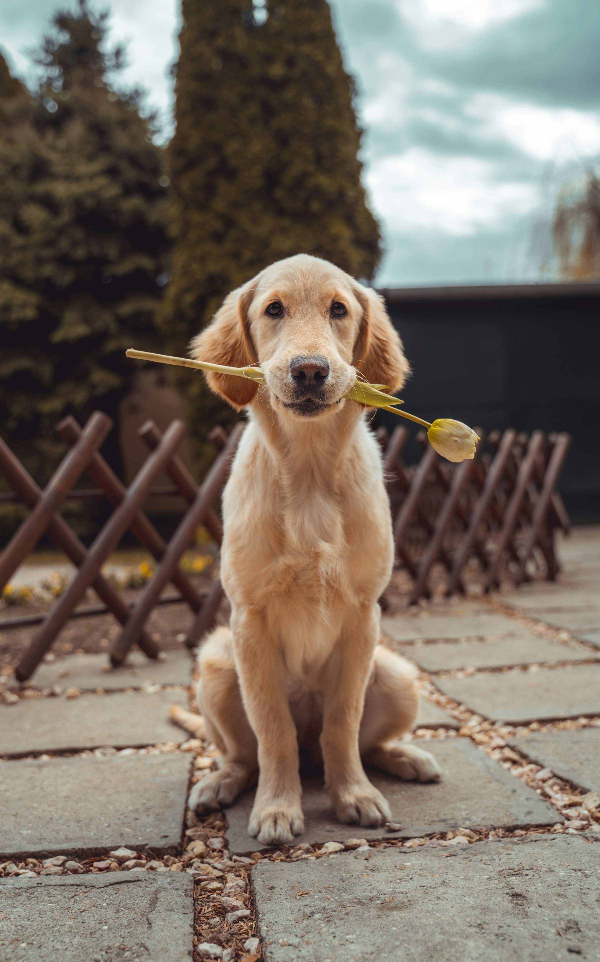 宠物犬